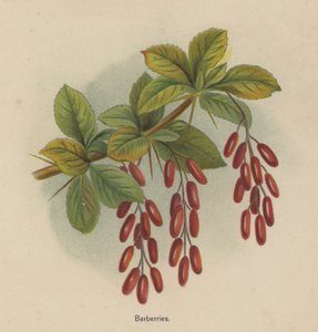 Berbær af English School